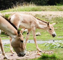 Mládě vzácného kulana má jméno Ema