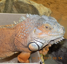 Strážníci odchytávali stovky psů a koček, ale i plazy a papoušky