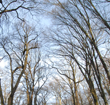 V lesích platí zákaz těžby do konce roku