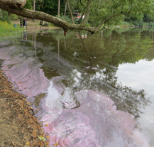 Růžový povlak pozorovali lidé na rybníce v Plzni, jde o neškodné sirné bakterie