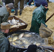Město zve na výlov Drahotínského rybníka, chystá prodej vánočních kaprů i stromků