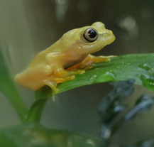Plzeňská ZOO má novou výstavu Poklady ostrovů, naleznete ji v pavilonu nosorožců