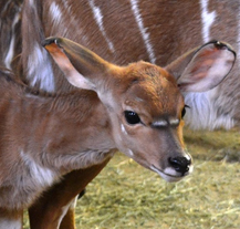 Mláďata vzácné antilopy mají jména