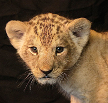 Plzeňská zoo je 14. nejnavštěvovanější turistický cíl České republiky