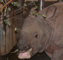 Samička nosorožce Růženka oslavila první narozeniny