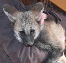 Vlčata z plzeňské zoo mají jména