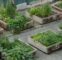 Vlastní zeleninu si můžete vypěstovat i letos v depu