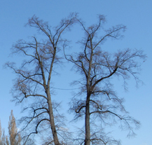 Alej Nýřanská se nově osází