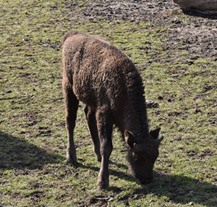 Devátý zubr plzeňské zoo dostal jméno