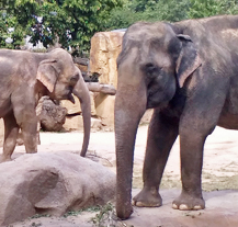 Generel zoo počítá s projektem Sloni na Mži
