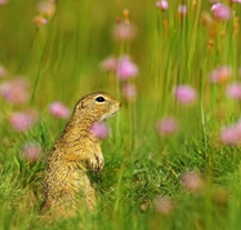 Febiofest nabídne v Kině Beseda pět snímků