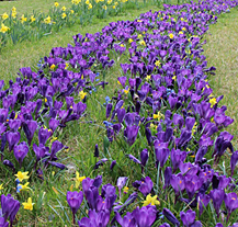 Plzeň zkrášlují tisíce rozkvetlých narcisů a krokusů