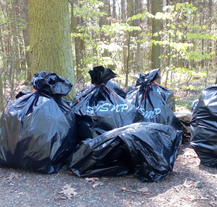 Úředníci oslavili Den Země úklidem odpadků v lese