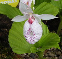 Na Mikulášském náměstí bude výstava skalniček