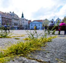 Plzeň koupí unikátní ekologický stroj na údržbu zeleně, bude čistit i graffiti či mobiliář
