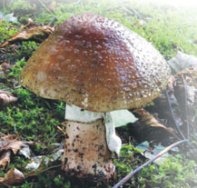 Arboretum Sofronka zve na výstavku hub