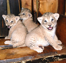 Lvíčata v plzeňské zoo už mají jména