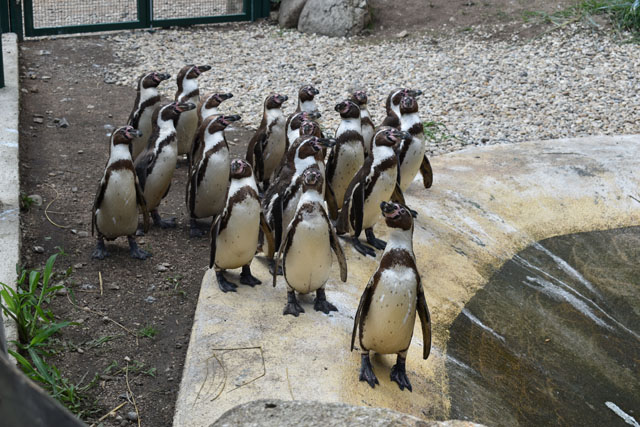 Nová voliéra pro tučňáky v zoo Plzeň (foto: A. Jarošová)