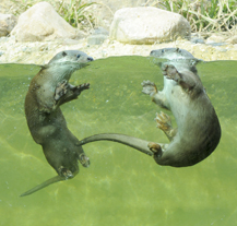 Vodárna Plzeň připravila zábavný program na sobotu v plzeňské zoo