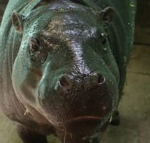 Zoo Plzeň má nového hrošíka Huga