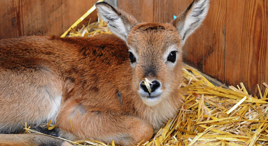 Vodušek se v plzeňské zoo v lednu narodilo už pět