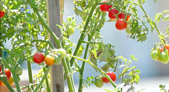 V Depo2015 můžete pěstovat zeleninu, záhonky jsou k pronajmutí