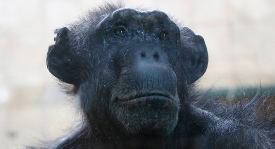 Zoo má novou šimpanzici a další novinky