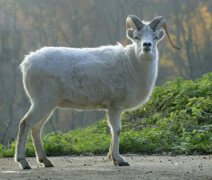 Aljašská ovce (zdroj foto: Zoo Plzeň)
