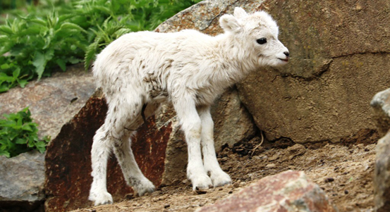 V plzeňské zoo odchovali dvě mláďata vzácné aljašské ovce