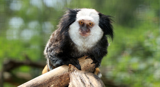 Plzeňská zoologická zahrada má nový druh drápkaté opice