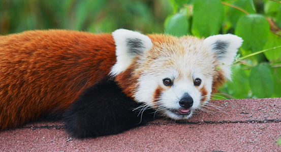Našla se panda, je v pořádku zpátky v zoologické zahradě