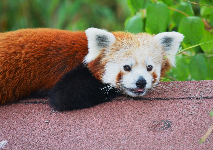 Panda červená (foto: Zoo Plzeň)
