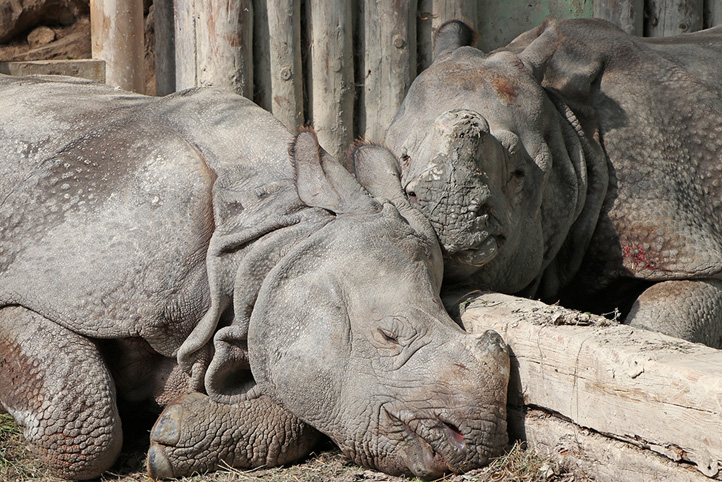 Fotografie: K. Misíková (Zoo Plzeň)