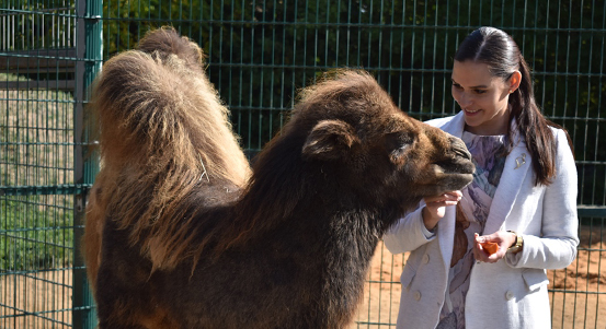 Plzeňská zoo pokřtila velbloudici, dostala jméno Aiko