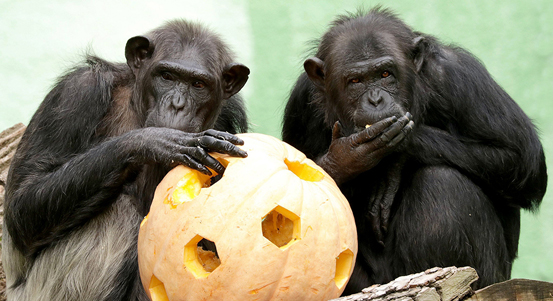 V plzeňské zoologické zahradě budou strašit