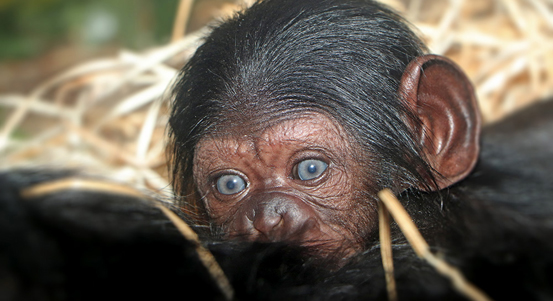 Prvním letošním přírůstkem v plzeňské zoo je mládě šimpanze