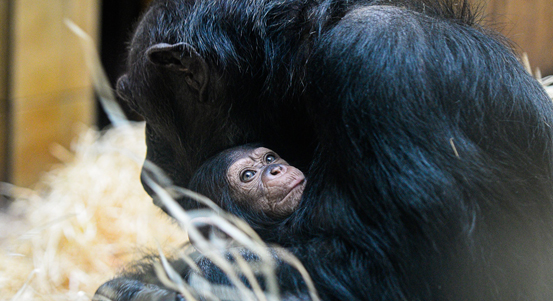Novoroční samička šimpanze dostala jméno Caila