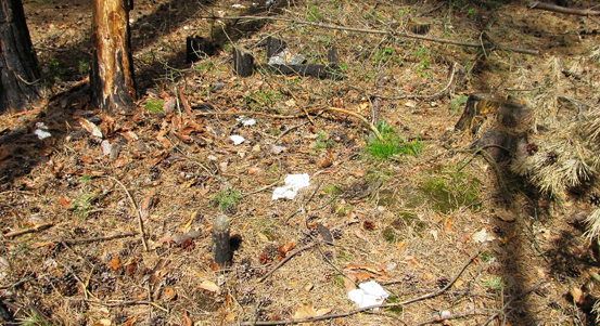 Město Plzeň nabádá návštěvníky lesů k ohleduplnosti a opatrnosti