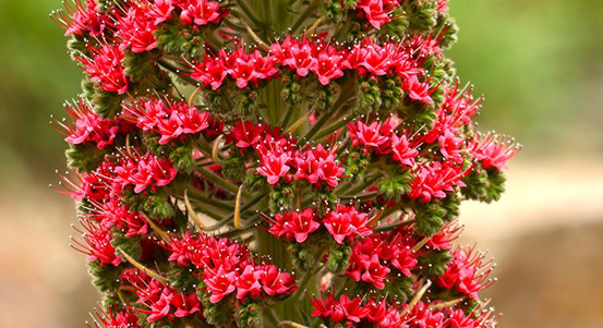 V plzeňské botanické zahradě kvete unikátní hadinec z Tenerife