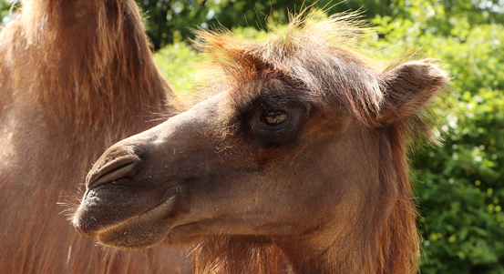 Plzeňská zoo přivítala novou velbloudici dvouhrbou Sisi