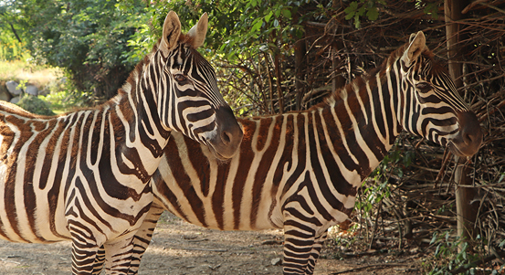 Zoo Plzeň chová nově vzácné zebry bezhřívé