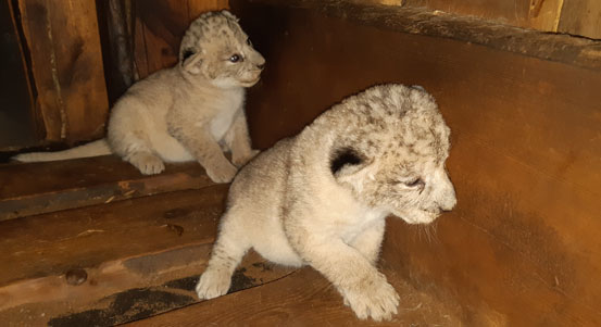 Zoo Plzeň hlásí nové přírůstky u lvů