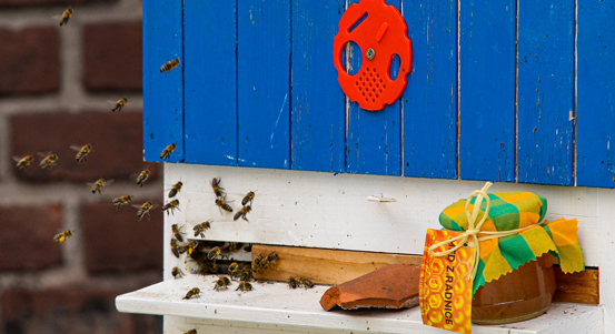 Město stočilo první med z úlů na střeše radnice