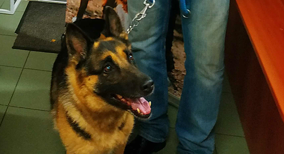 Dárci přispěli na provoz plzeňského útulku částkou téměř čtvrt milionu korun