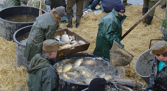Město začne prodávat vánoční stromky a ryby na vánoční stůl