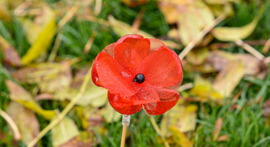 Primátor města Plzně zasadil vlčí máky