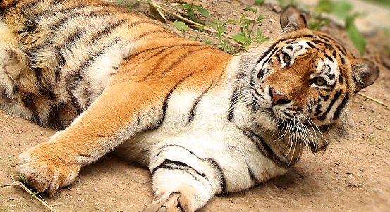 Zoo Plzeň opravila výběh tygrů, přivítala tygřici Milashki