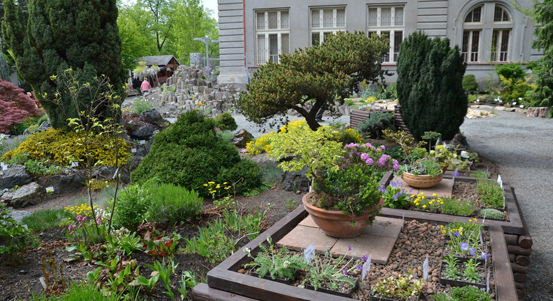 Okrasné rostliny rozzáří zahradu gymnázia na Mikulášském náměstí. Koná se výstava Alpinum Plzeň 2021