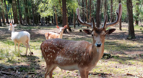 Dančí stopou. Plzeň zve na procházku