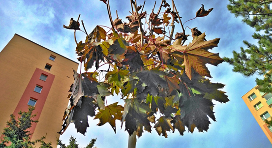 První plzeňský obvod se připojil ke Dni stromů rozsáhlou výsadbou keřů, stromů a trvalek